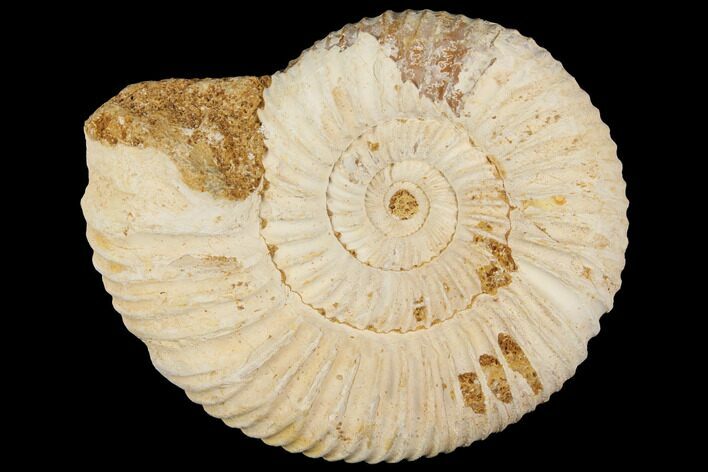 Perisphinctes Ammonite - Jurassic #100270